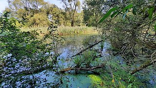 Der Cantdorfer Wiesenteich vor der Renaturierung