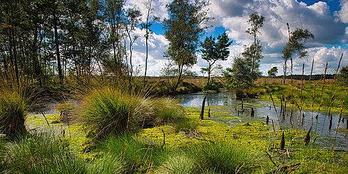Moorloch Lüneburger Heide