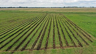 Landwirtschaftliche Fläche mit Erd-Streifen, auf denen junge Schilfpflanzen gesetzt werden.