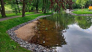 Flachwasserzone eines Teichs mit Kieselsteinen am Ufer und einzelnen Wasserpflanzen