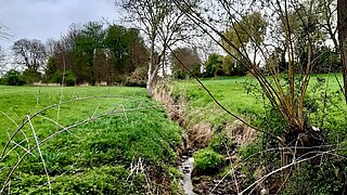 Ein Bach, der durch eine Wiese fließt, seitlich und im Hintergrund einige Bäume und Sträucher