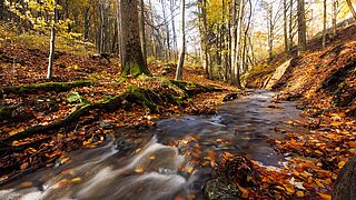 Bach fließt durch herbstlichen Buchenwald