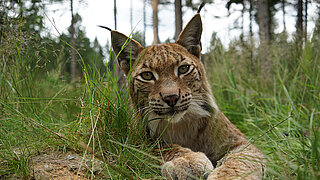 Ein Luchs liegt im Gras eines Wildparkgeheges