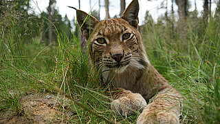 A lynx lies in the grass of a wildlife park enclosure