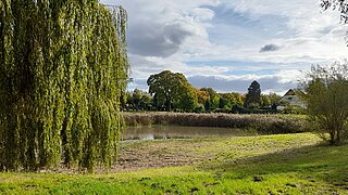 Blick auf einen von Schilf umgebenen Dorfteich, drum herum stehen Bäume