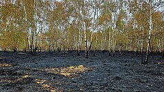 Im Vordergrund eine verbrannte Waldfläche, im Hintergrund Birken, deren Stämme ebenfalls Brandschäden aufweisen