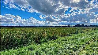 Ein wiedervernässtes Moor mir Rohrkolben, die dort angepflanzt worden sind.