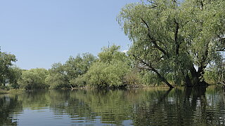 Flussaue mit Bäumen