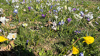 Nahaufnahme einer blühenden Wiese mit verschiedenen Frühlingsblumen und Gräsern