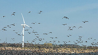 Ein großer Schwarm Vögel umkreist zwei Windräder 