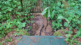 ein Wasserrinnsal fließt über Asphalt durch ein Gitter, rechts und links stehen Pflanzen