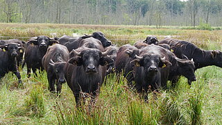 Mehrere Wasserbüffel stehen auf einer Wiese.