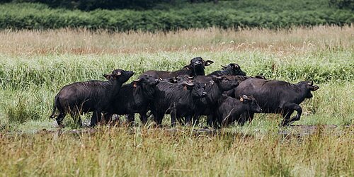 Eine Herde Wasserbüffel auf einer wiedervernässten Moorfläche