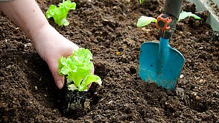 Ein Salatsetzling wird von einer Hand eingepflanzt