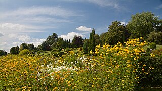 Eine blühende Wiese, im Hintergrund Bäume 