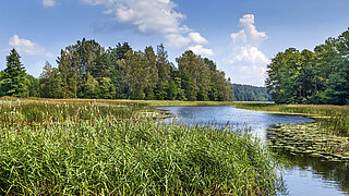 mitteleuropäische Wald- und Moorlandschaft