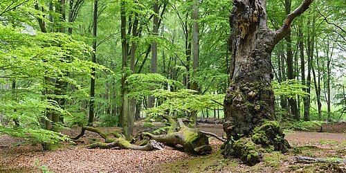 Naturnaher Laubmischwald