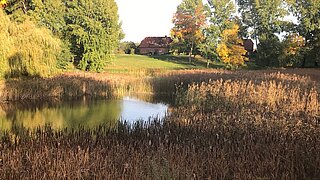 ein Teich, im Vordergrund Schilf, im Hintergrund eine Wiese mit einem Gebäude