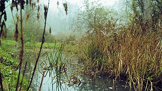 Wasserfläche mit Schilf im Nebel 