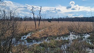 Blick auf eine Moorlandschaft mit Wasser, Gräsern und Stauden, im Hintergrund ein Wald 