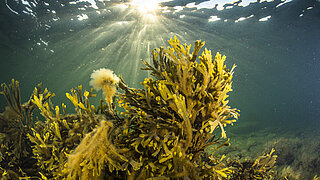 Blasentang unter Wasser in der Ostsee.