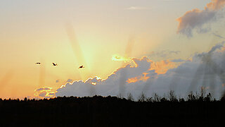 Sonnenuntergang über dem Moor und fliegende Kraniche