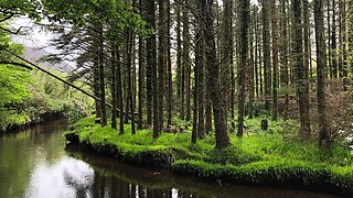Der Dawros Fluss am Waldrand in Connemara