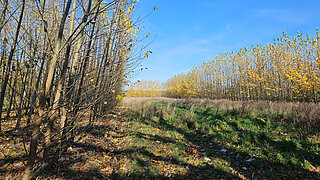Herbstliche Agroforstfläche mit Reihen junger Bäume, darunter Gras und Laub, unter blauem Himmel.