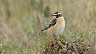 Braunkehlchen