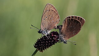 Zwei Wiesenknopf-Ameisenbläulinge