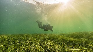 Taucher über einer Seegraswisse