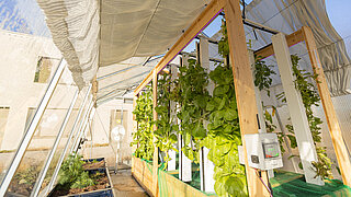 Pflanzenranken an einem Holzgestell im Gewächshaus im Schulgarten in Kolkwitz