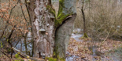 Dicker Baumstamm im Wald