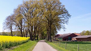Ein Weg zwischen einem Rapsfeld und einer Weidefläche, im Hintergrund stehen am Wegesrand Bäume