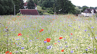 Wildblumenwiese