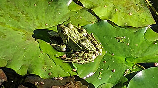 Teichfrosch auf Seerosenblättern