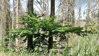 2 Nadelbäume in einem Wald