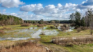 Blick auf eine Moorlandschaft mit Wasser und Gräsern, im Hintergrund Wald 