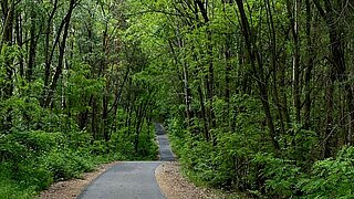 Ein asphaltierter Radweg im grünen Laubwald