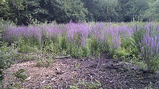 violett blühende Pflanzen, davor eine Fläche mit nur wenig Bewuchs, im Hintergrund Bäume